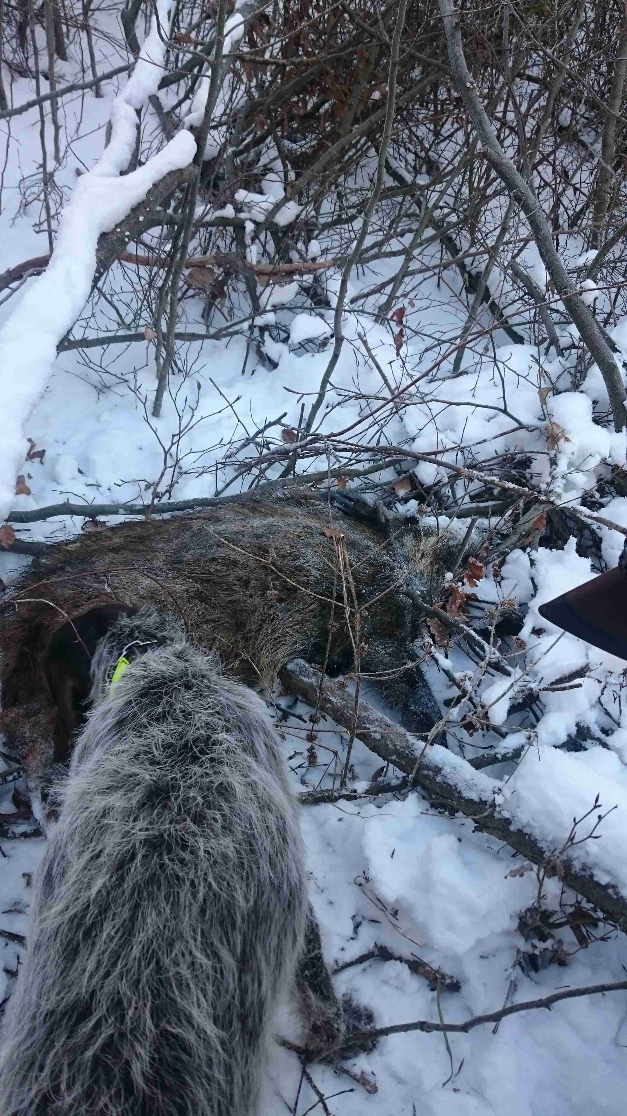 dosled 012017 2