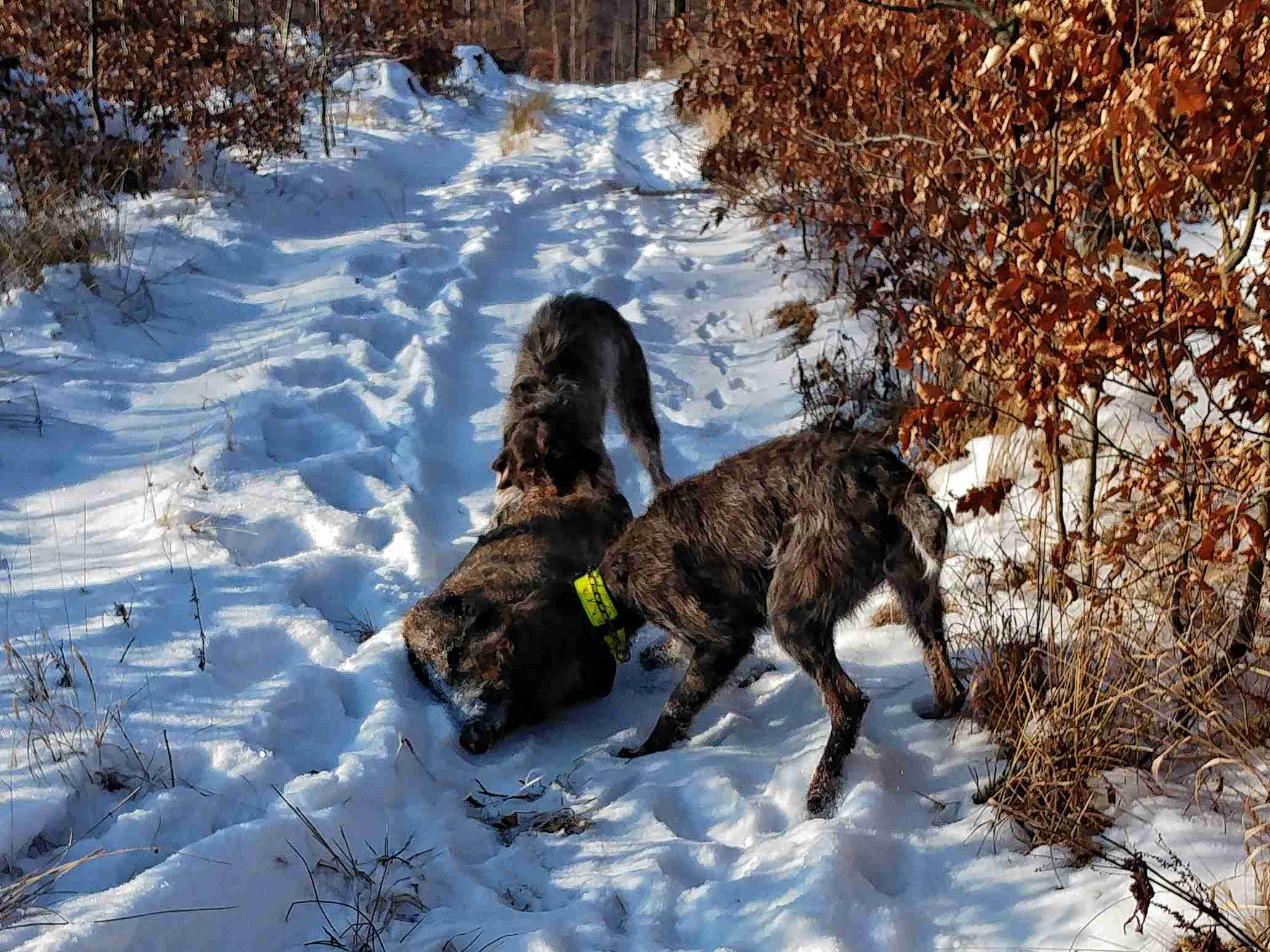 dosled 012017 3