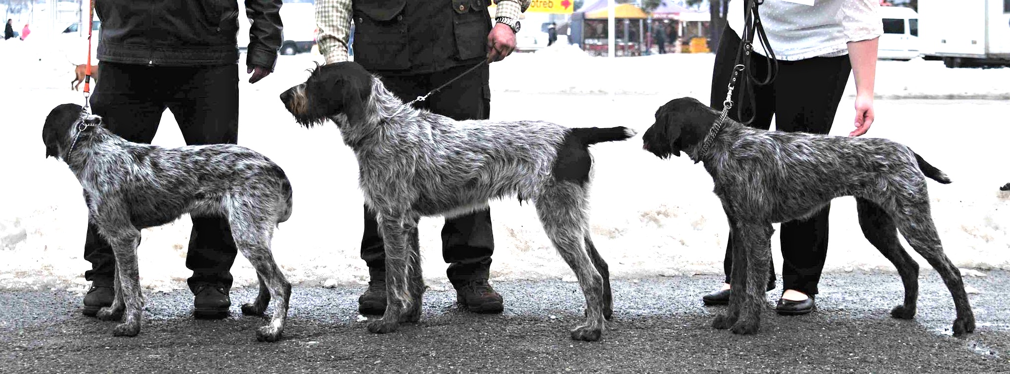 Buffy - Baron - Blue Vallis Baptismi 10m