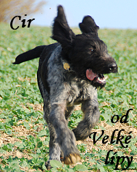 cir