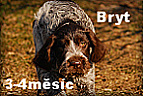 Bryt