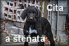 Cita a štěňata