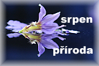 příroda srpen 2013