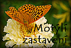 Motýlí zastavení