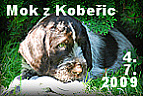 MOK z Koberic