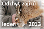 odchyt zajíců 2013