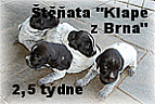 Štěňata 2,5 měsíce