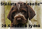 štěňata 