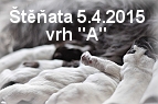 vrh-a-stenda-05042015